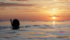 Coral seekers private speedboat tours » 2 january 2016