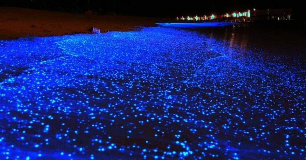 Coral seekers' private speedboat charters take you to phang nga bay's bioluminescence glow