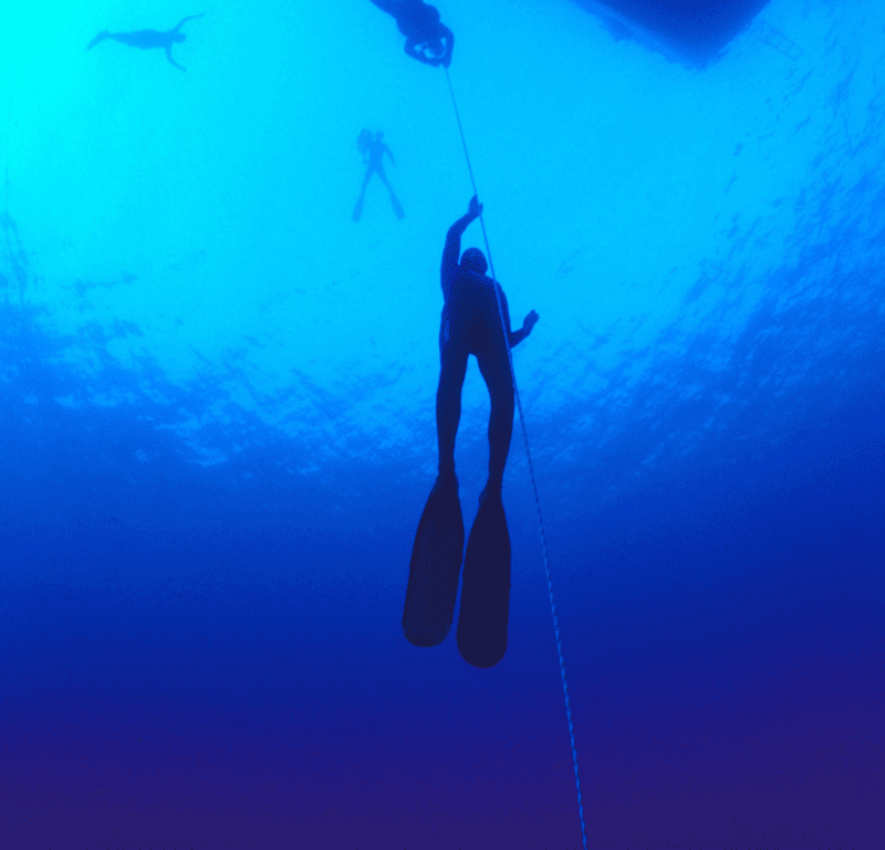Freediving phuket » https://www. Coralseekers. Com