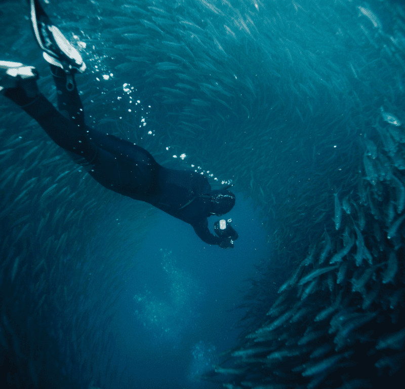 Freediving phuket » https://www. Coralseekers. Com