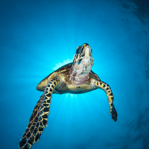 The Remarkable Koh Haa Island Tour 2023 Coral seekers the remarkable koh haa island tour 2023 » 23 may 2023