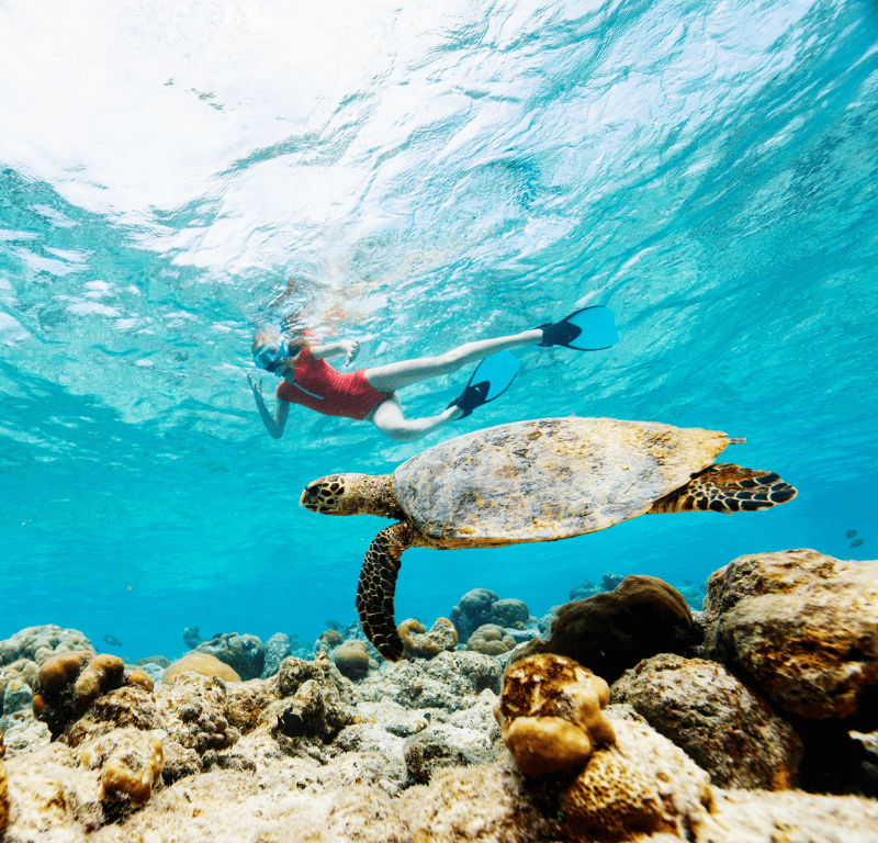 Coral seekers the grand racha island snorkeling tour 2024 » 18 january 2018